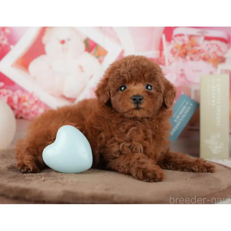 販売中の千葉県のトイプードル-455573の8枚目