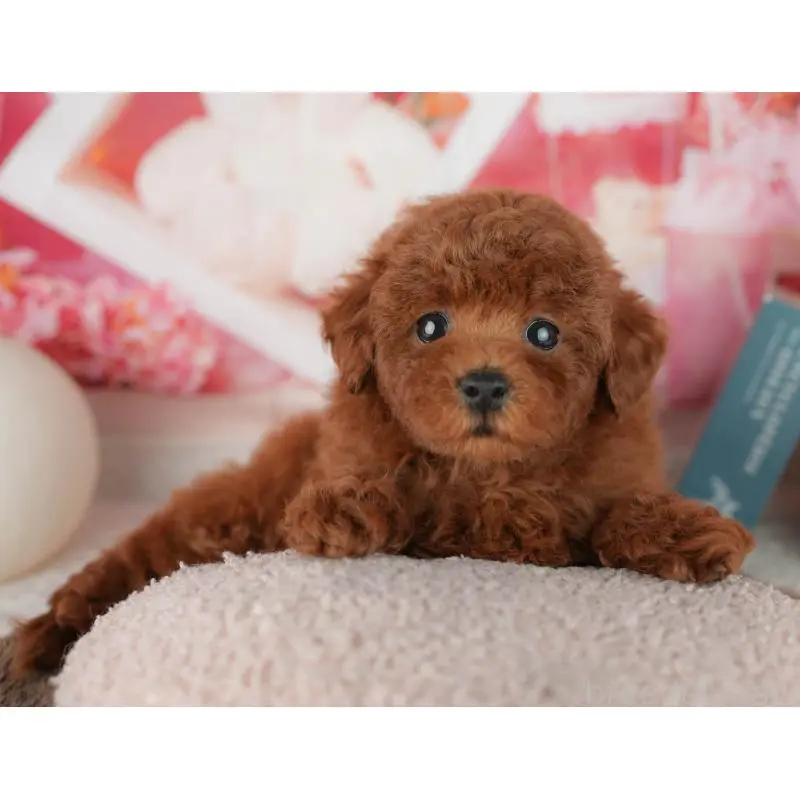 販売中の千葉県のトイプードル-455573の7枚目