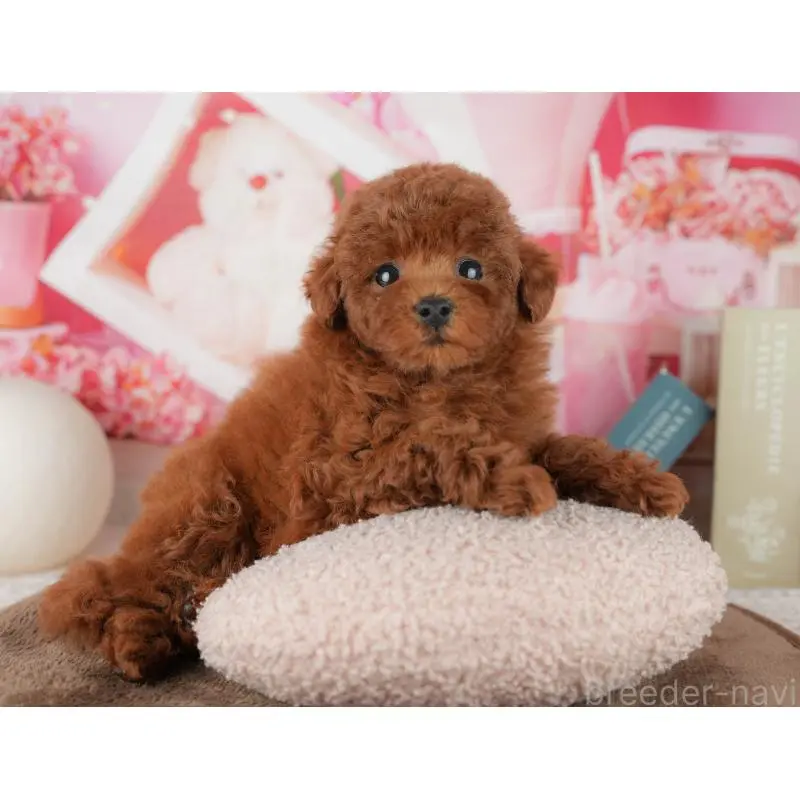 販売中の千葉県のトイプードル-455573の6枚目