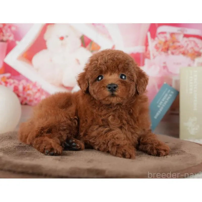 販売中の千葉県のトイプードル-455573の5枚目