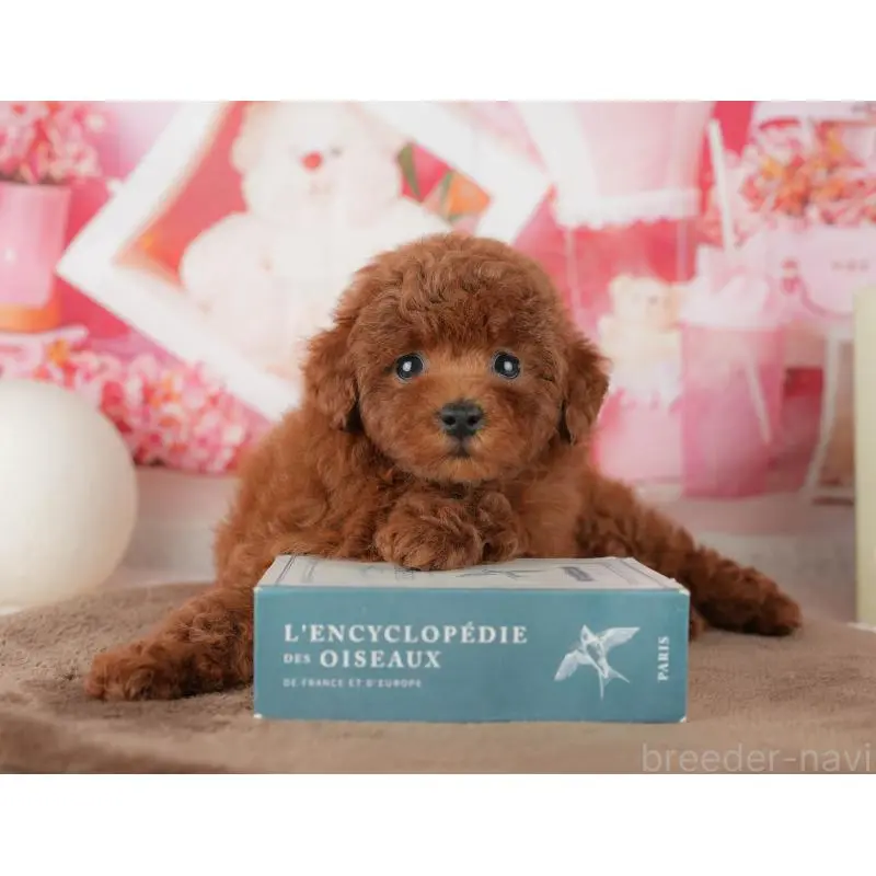 販売中の千葉県のトイプードル-455573の4枚目