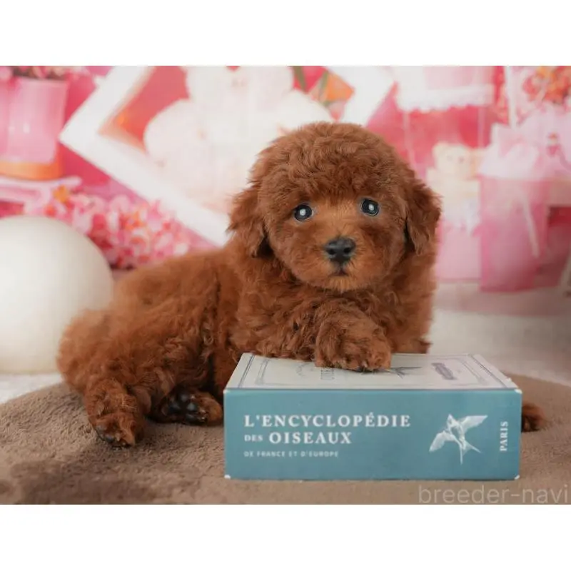 販売中の千葉県のトイプードル-455573の3枚目