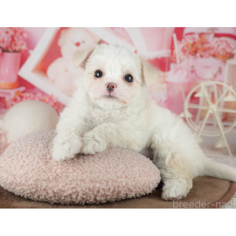 販売中の千葉県のミックス犬-455562の10枚目