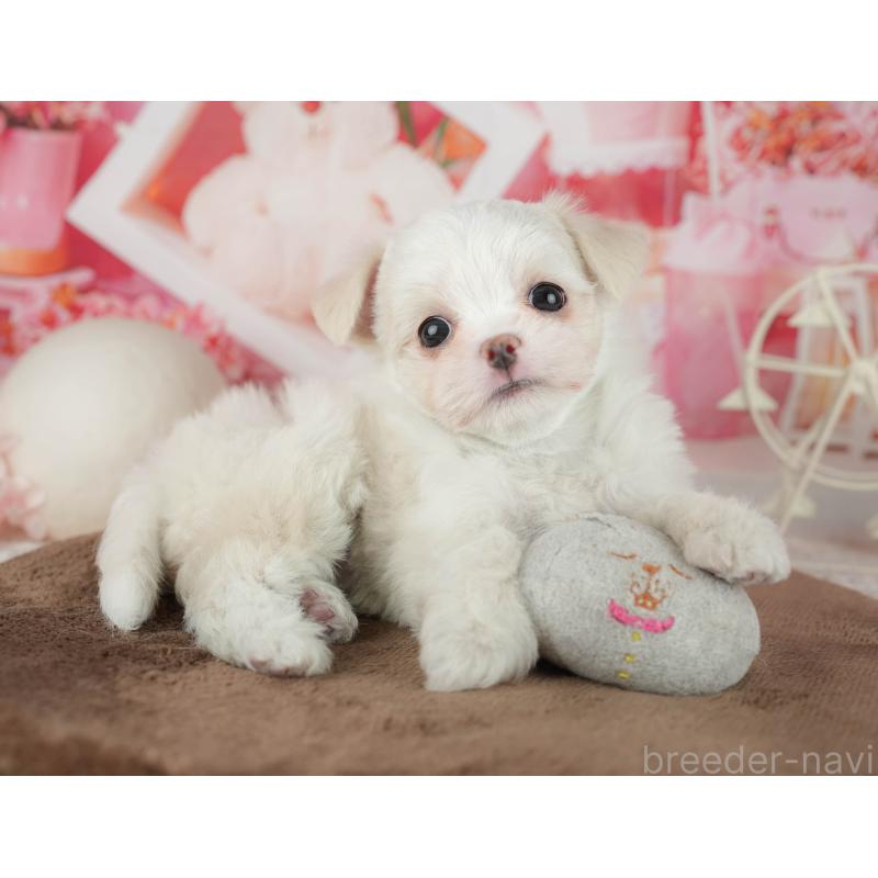 販売中の千葉県のミックス犬-455562の9枚目