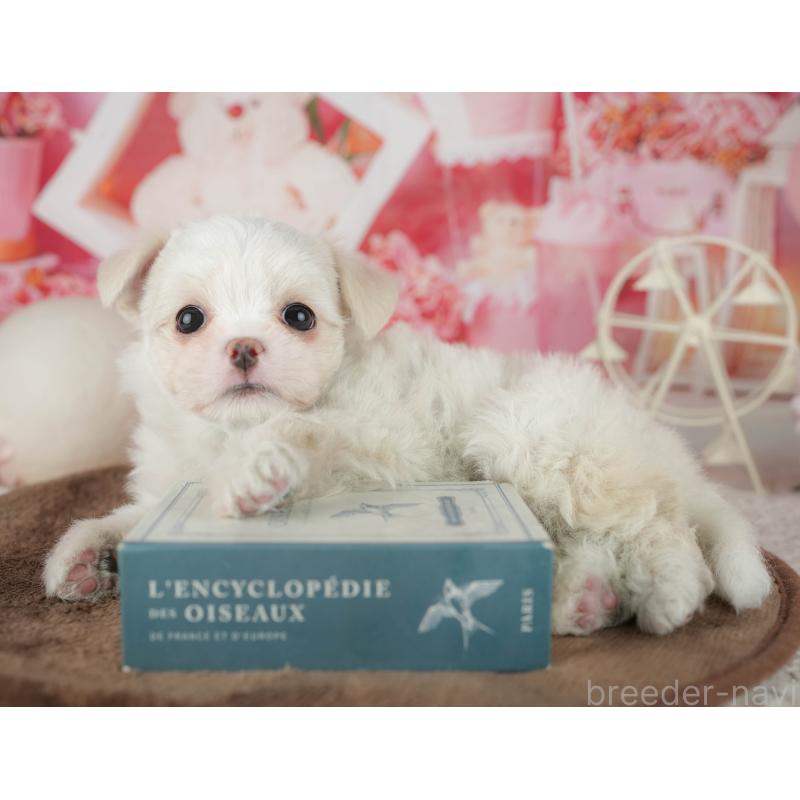 販売中の千葉県のミックス犬-455562の8枚目