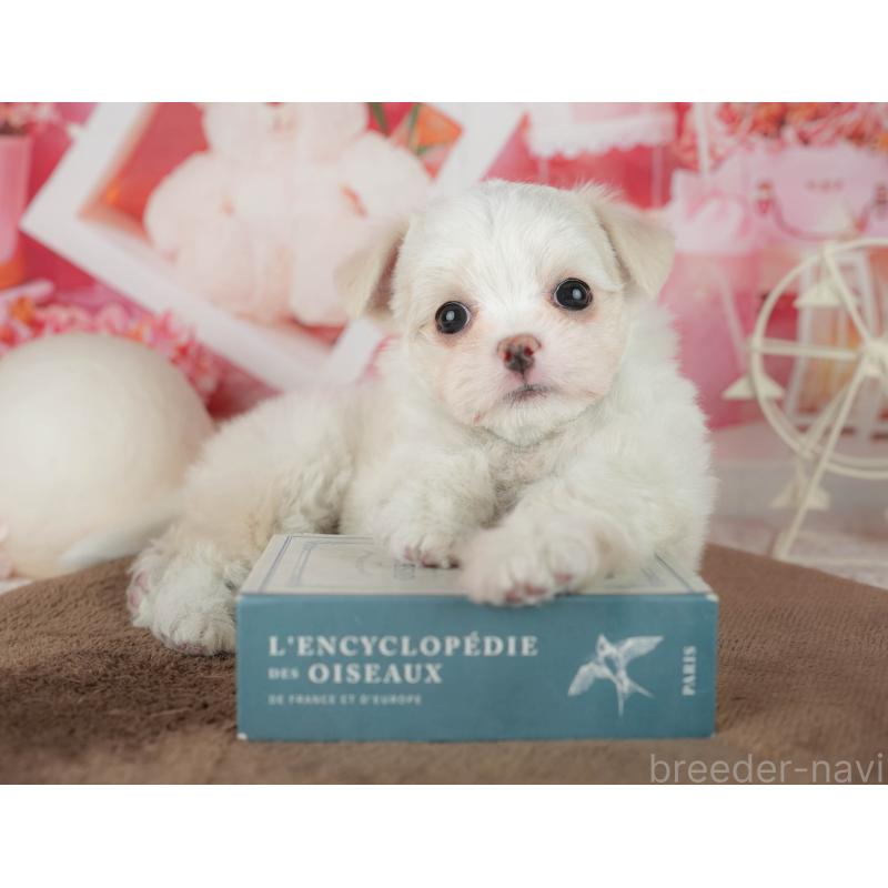 販売中の千葉県のミックス犬-455562の7枚目