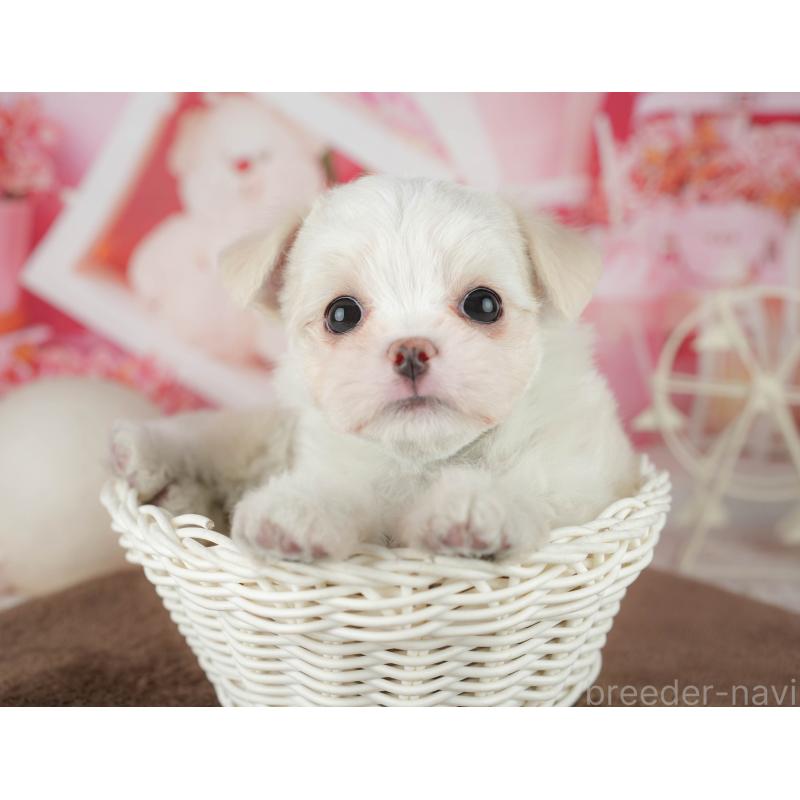 販売中の千葉県のミックス犬-455562の6枚目