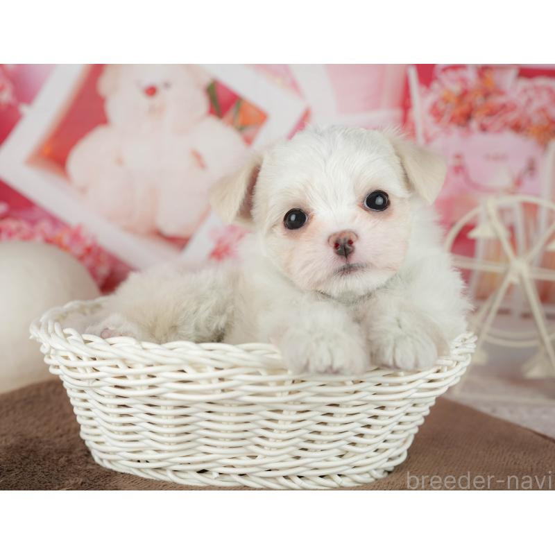 販売中の千葉県のミックス犬-455562の5枚目