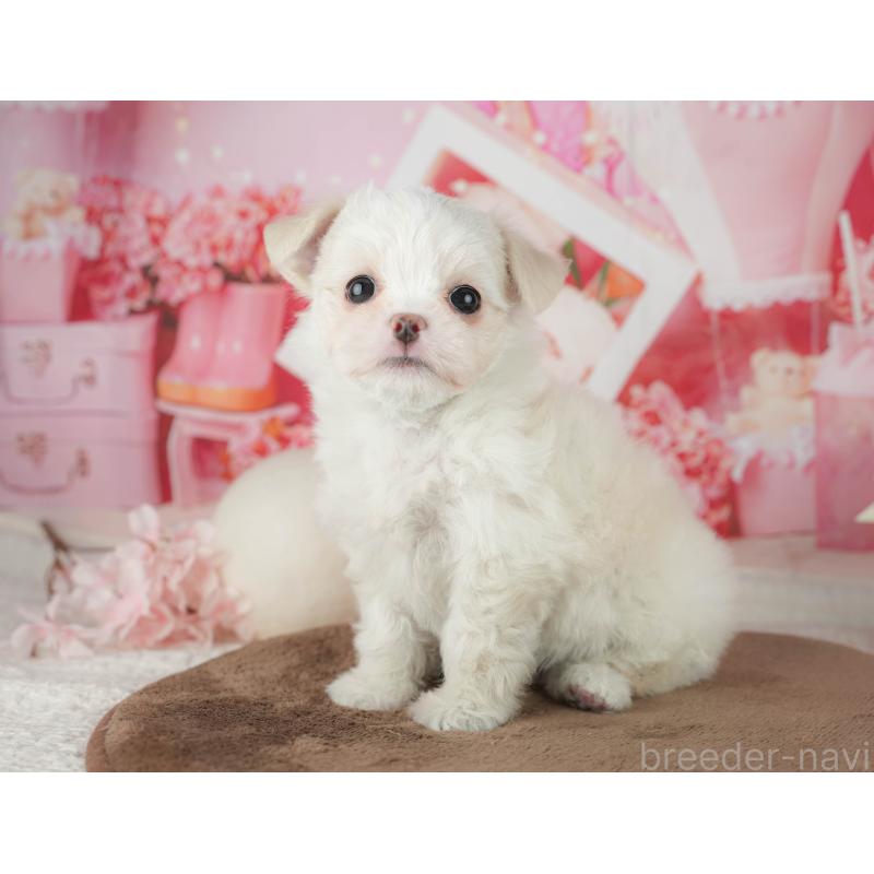 販売中の千葉県のミックス犬-455562の4枚目