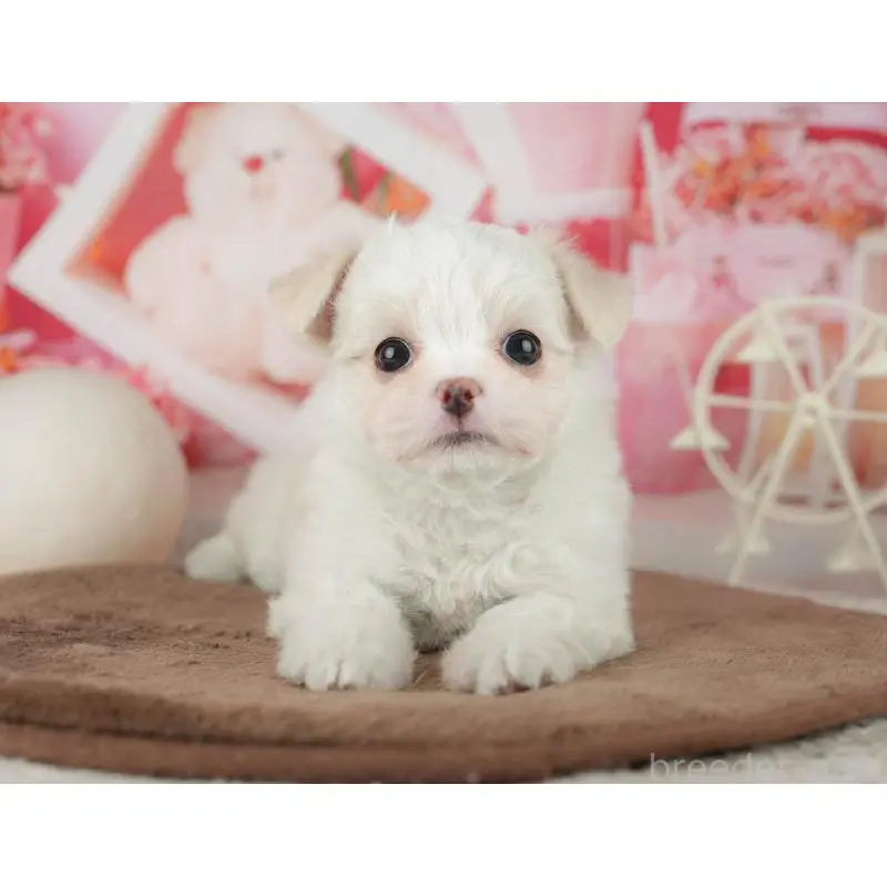 販売中の千葉県のミックス犬-455562の3枚目