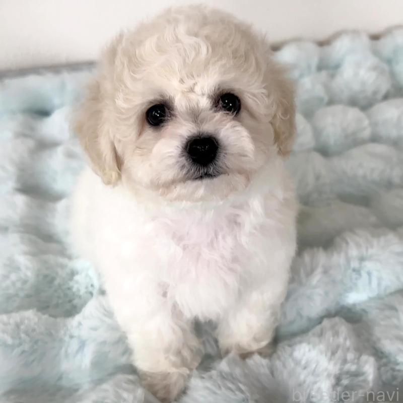 販売中の栃木県のビションフリーゼ-449131