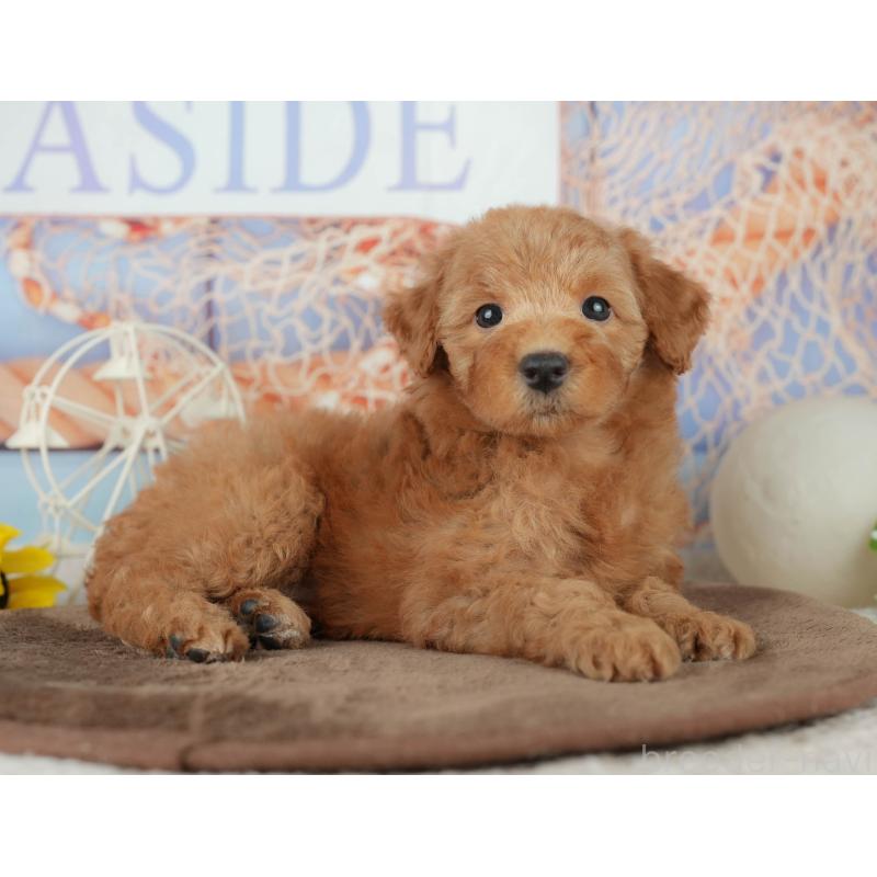 販売中の千葉県のトイプードル-455559の11枚目