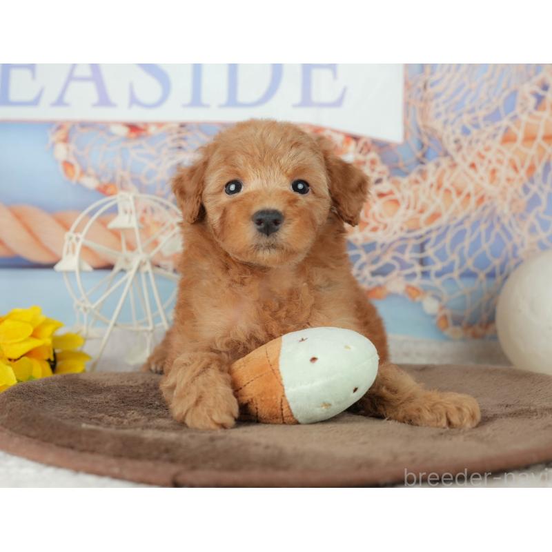 販売中の千葉県のトイプードル-455559の10枚目