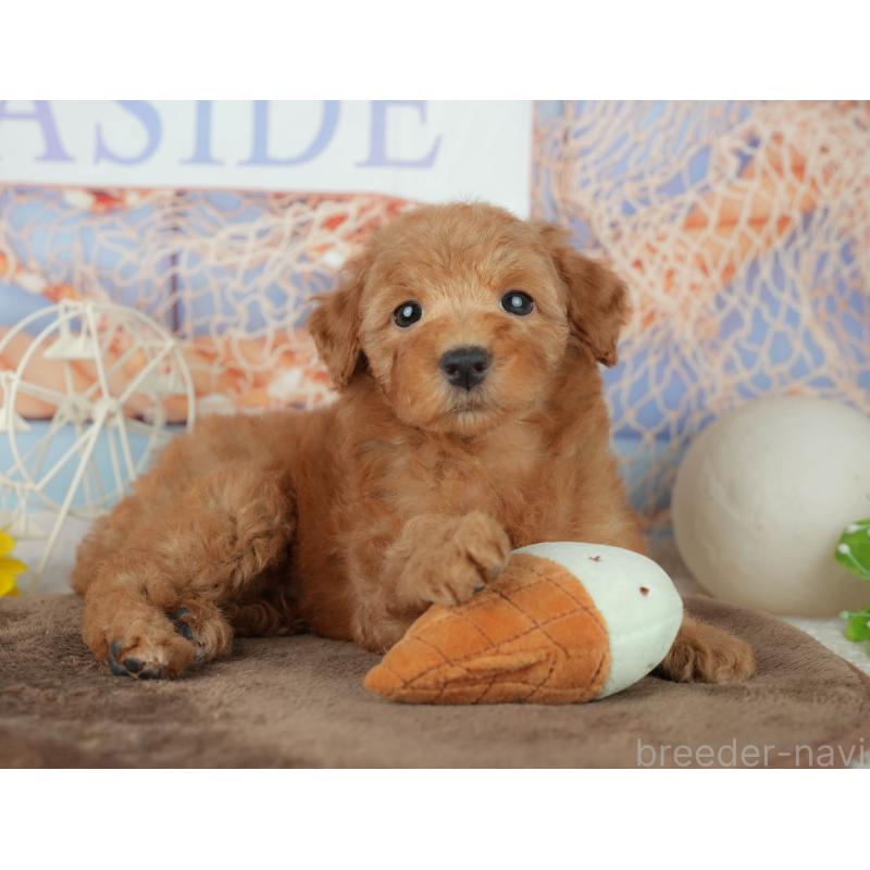 販売中の千葉県のトイプードル-455559の9枚目