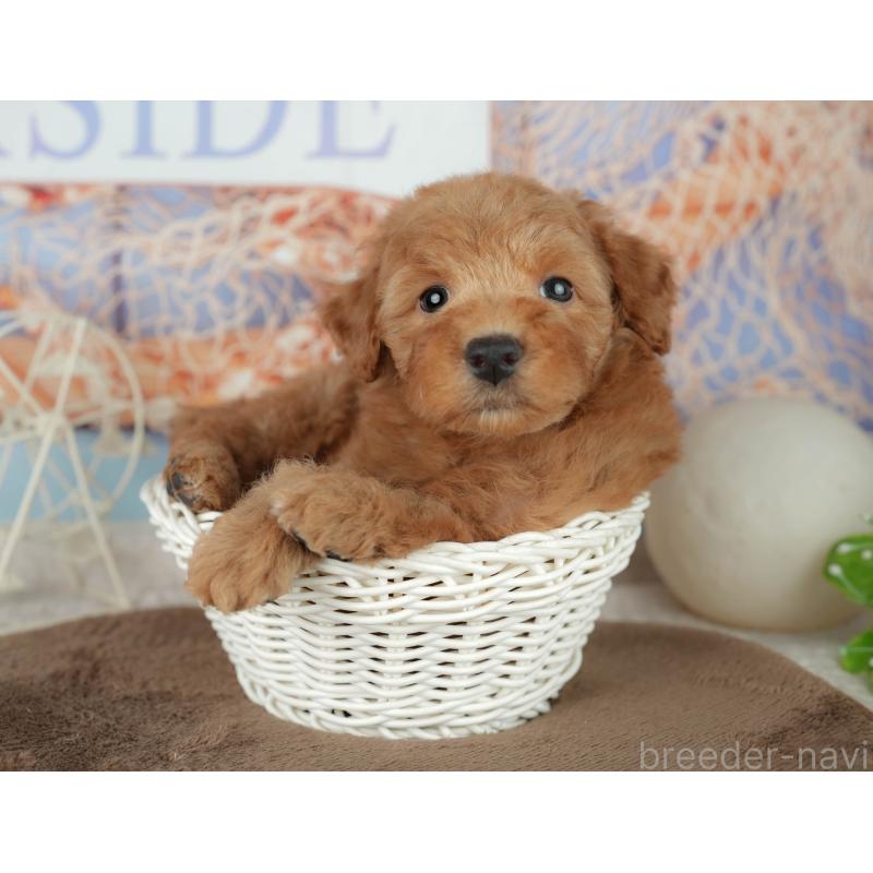 販売中の千葉県のトイプードル-455559の8枚目