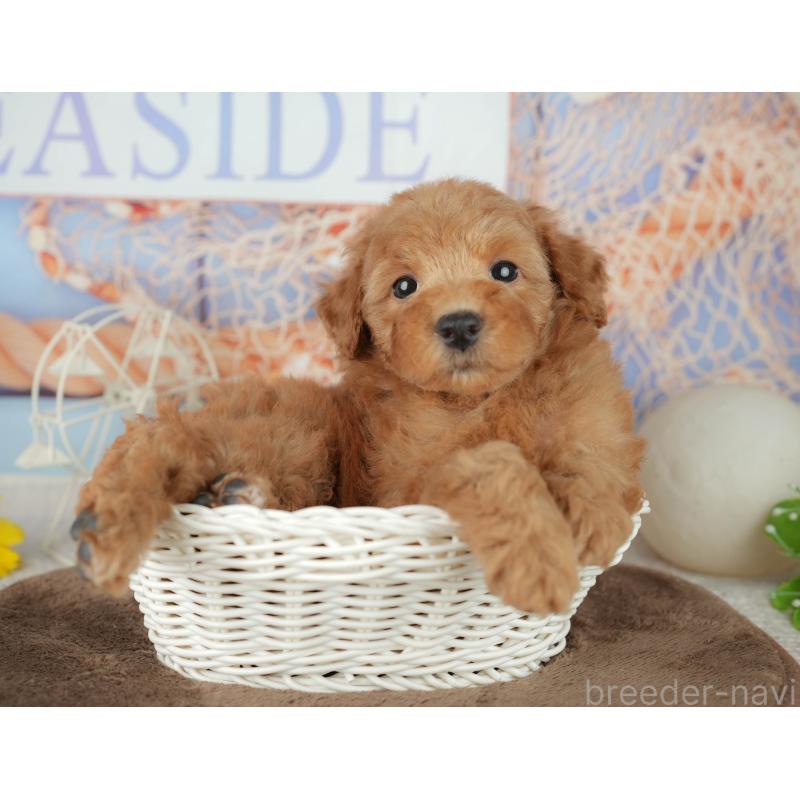 販売中の千葉県のトイプードル-455559の7枚目