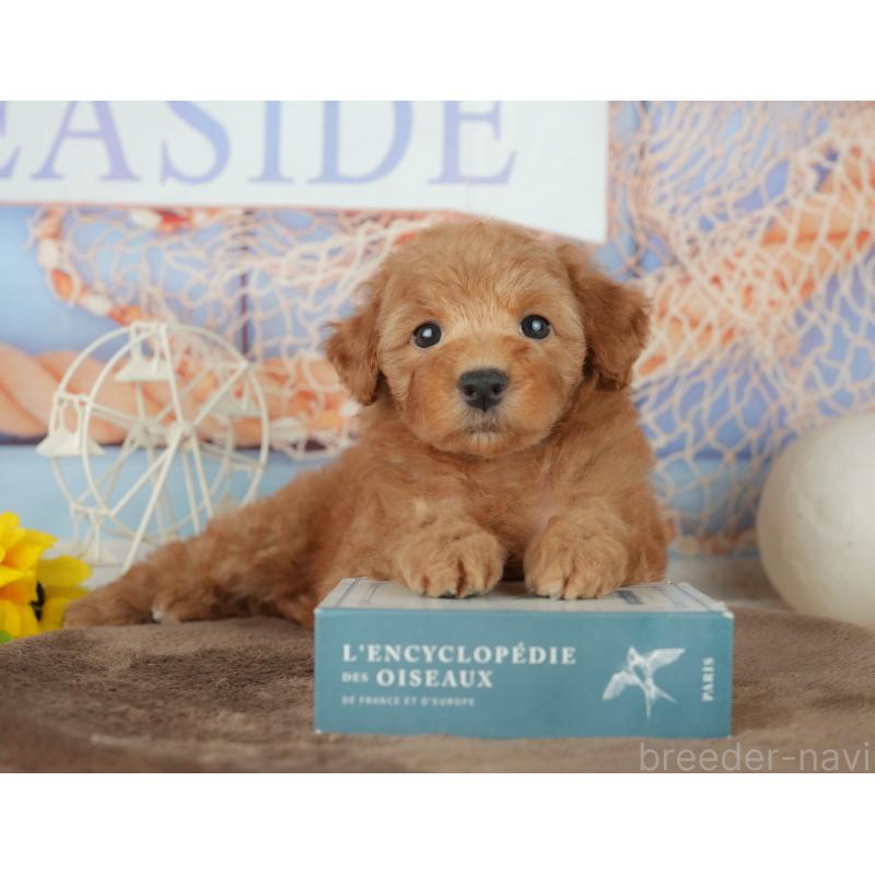 販売中の千葉県のトイプードル-455559の6枚目