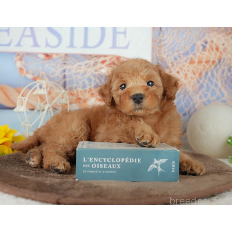 販売中の千葉県のトイプードル-455559の5枚目