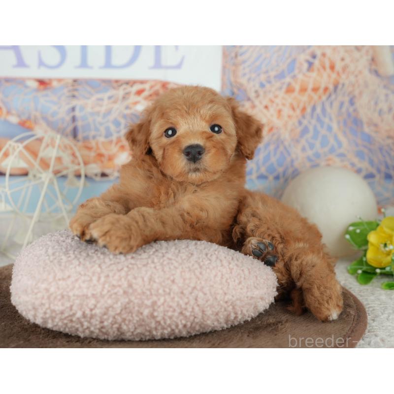 販売中の千葉県のトイプードル-455559の4枚目