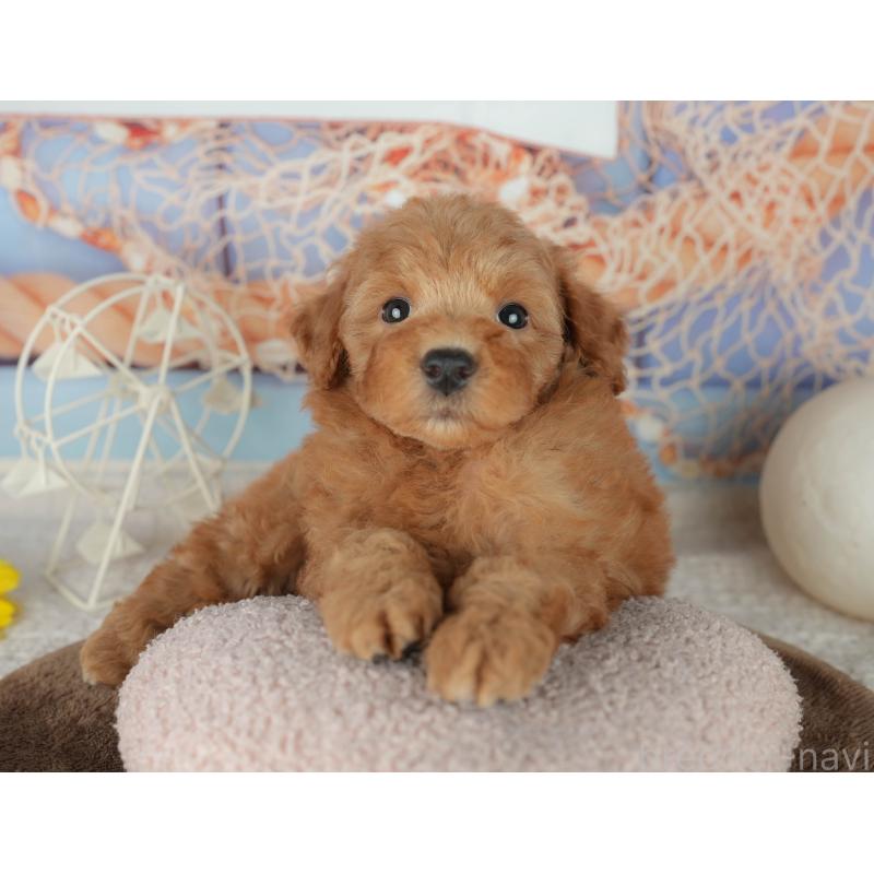 販売中の千葉県のトイプードル-455559の3枚目