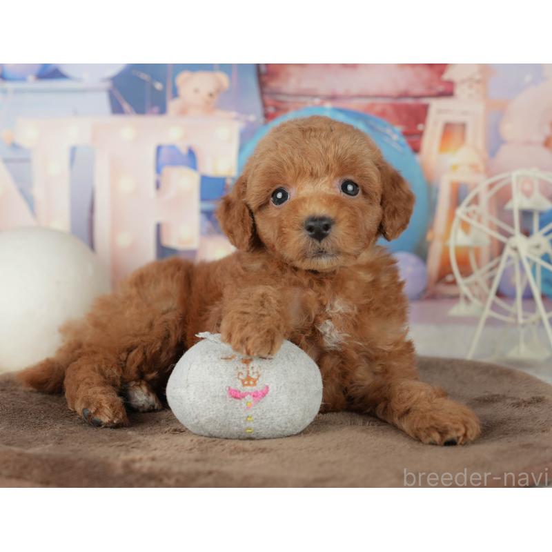 販売中の千葉県のトイプードル-455540の9枚目