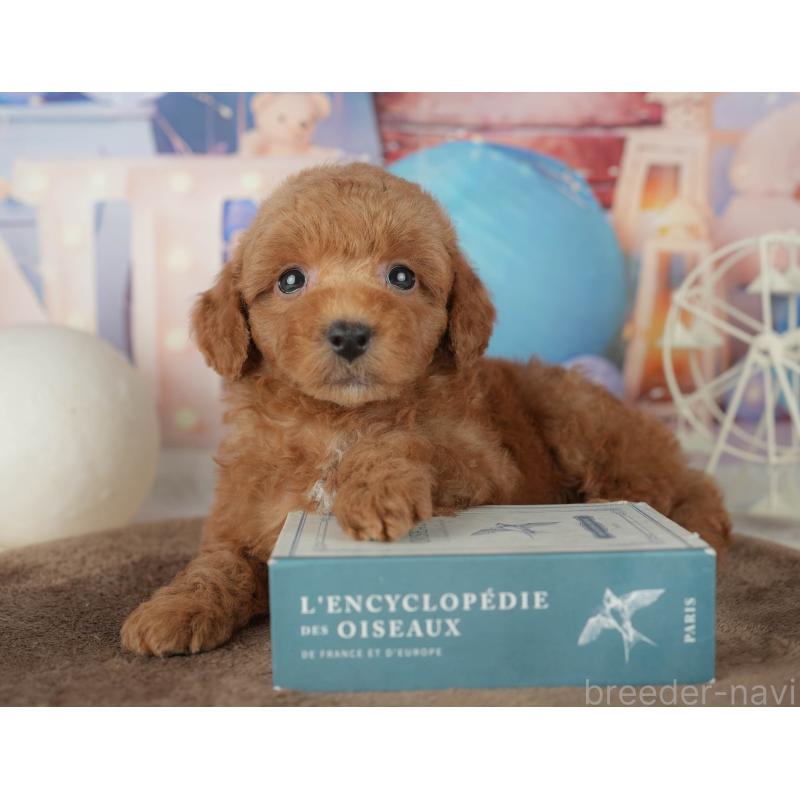 販売中の千葉県のトイプードル-455540の8枚目