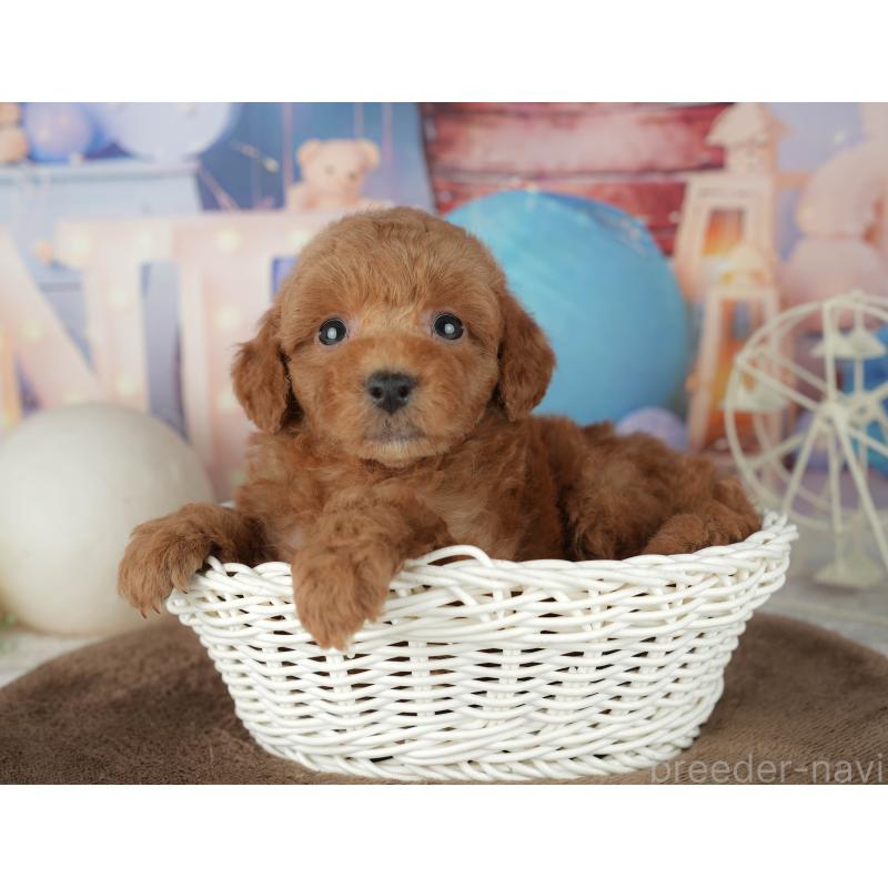 販売中の千葉県のトイプードル-455540の7枚目