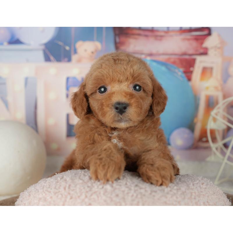 販売中の千葉県のトイプードル-455540の6枚目