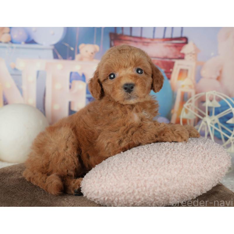 販売中の千葉県のトイプードル-455540の5枚目