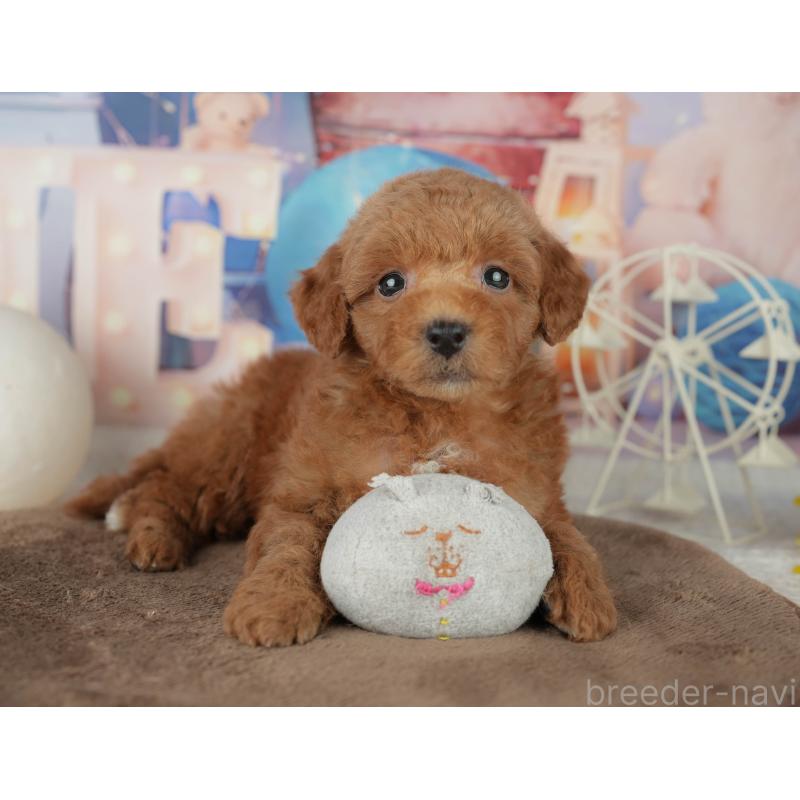 販売中の千葉県のトイプードル-455540の4枚目