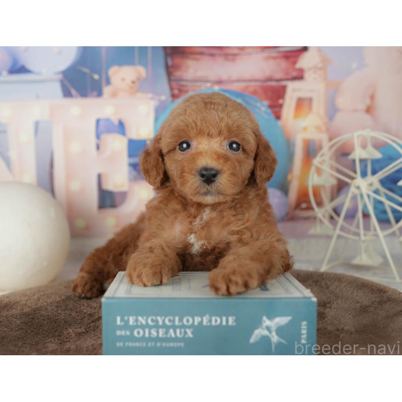 販売中の千葉県のトイプードル-455540の3枚目