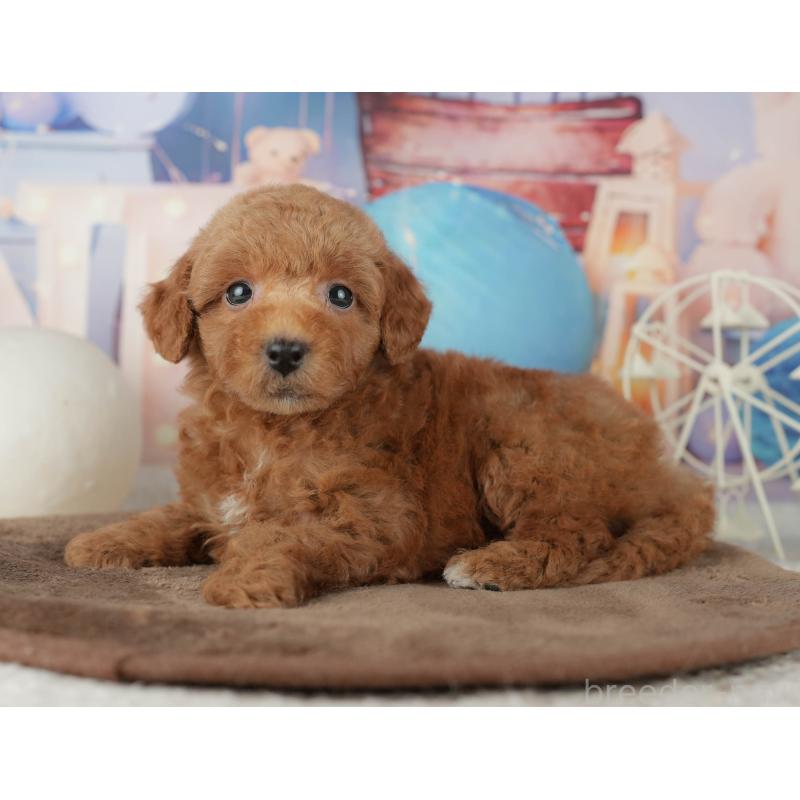 販売中の千葉県のトイプードル-455540の2枚目