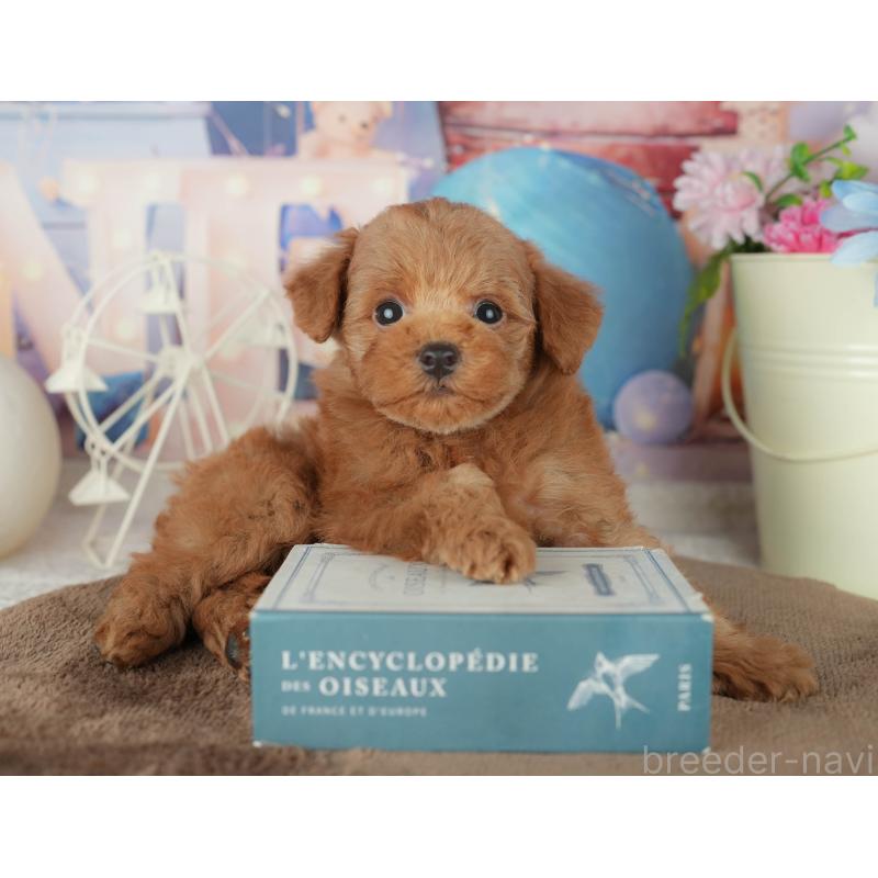 販売中の千葉県のトイプードル-455554の11枚目