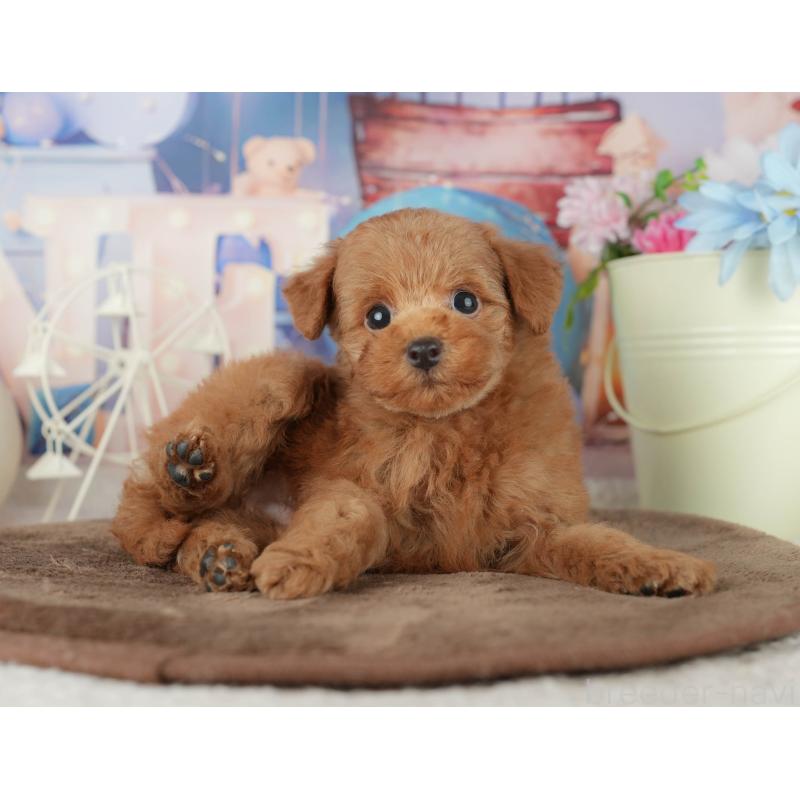 販売中の千葉県のトイプードル-455554の9枚目