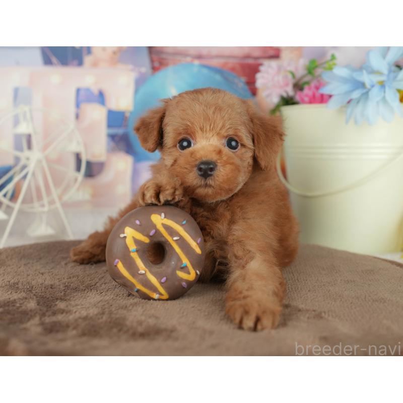 販売中の千葉県のトイプードル-455554の8枚目