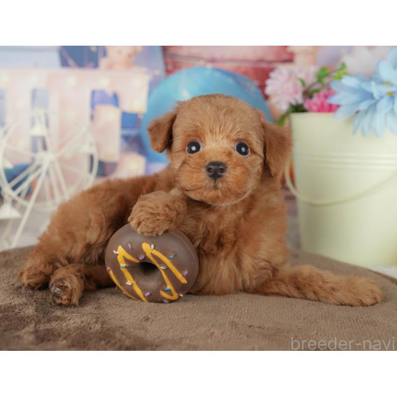 販売中の千葉県のトイプードル-455554の7枚目