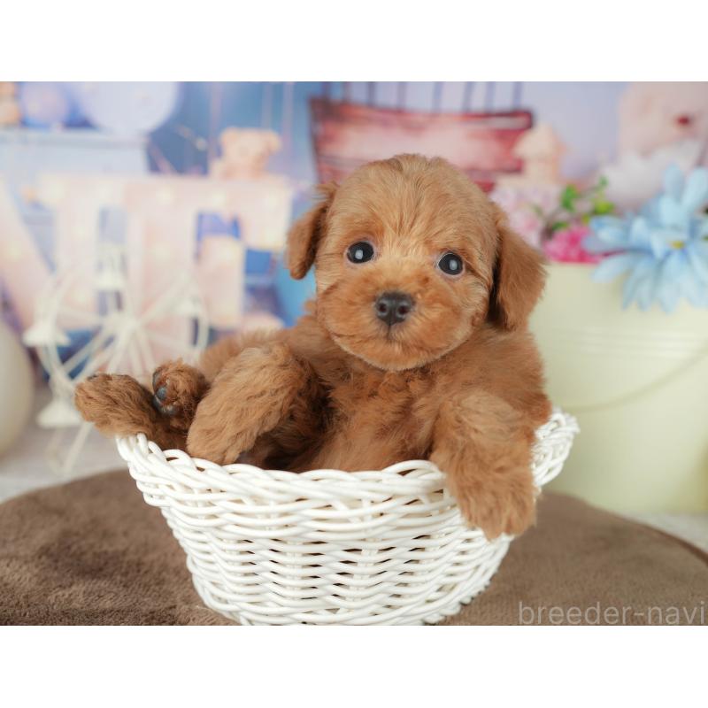 販売中の千葉県のトイプードル-455554の6枚目