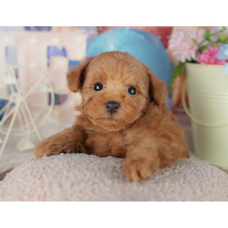 販売中の千葉県のトイプードル-455554の5枚目