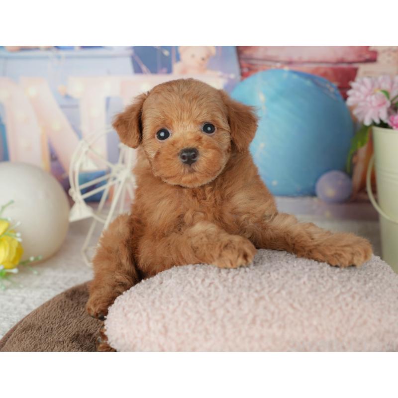 販売中の千葉県のトイプードル-455554の4枚目