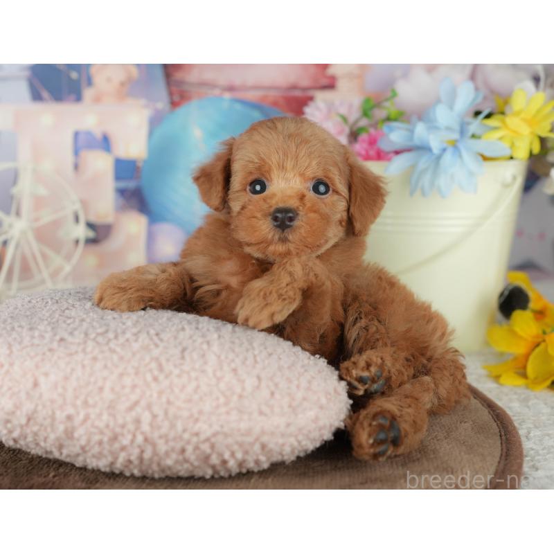 販売中の千葉県のトイプードル-455554の3枚目