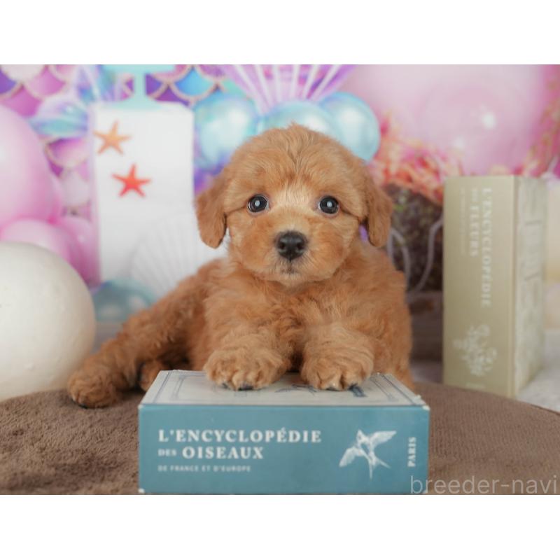 販売中の千葉県のトイプードル-455544の7枚目