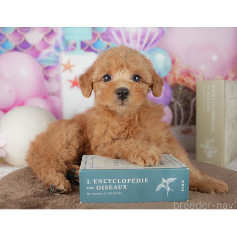 販売中の千葉県のトイプードル-455544の6枚目