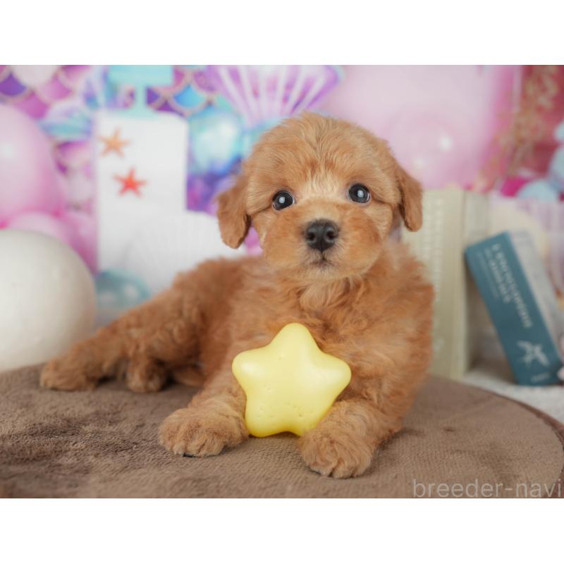 販売中の千葉県のトイプードル-455544の4枚目