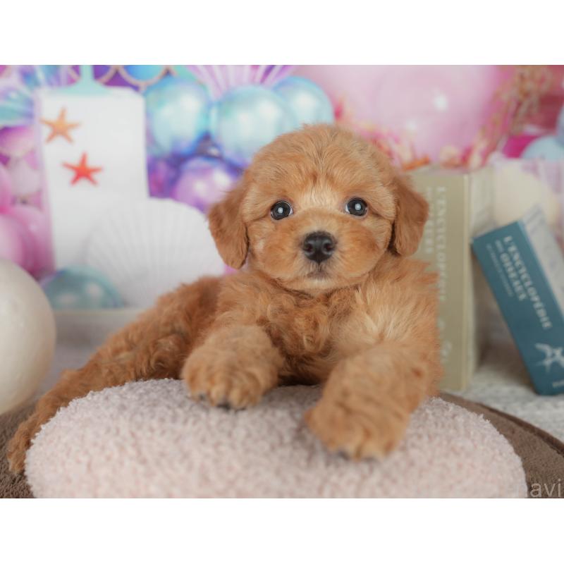 販売中の千葉県のトイプードル-455544の3枚目