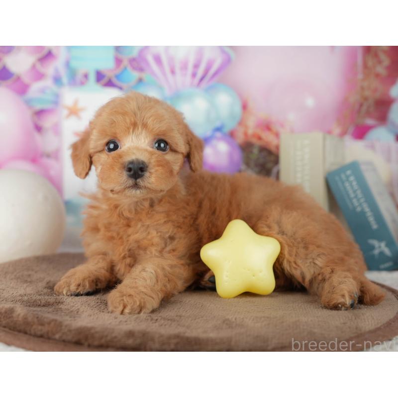 販売中の千葉県のトイプードル-455544の2枚目