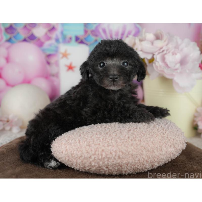 販売中の千葉県のタイニープードル-455530の10枚目