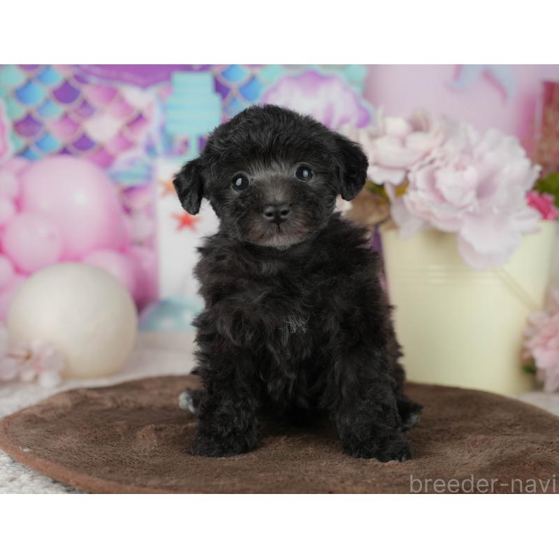 販売中の千葉県のタイニープードル-455530の9枚目