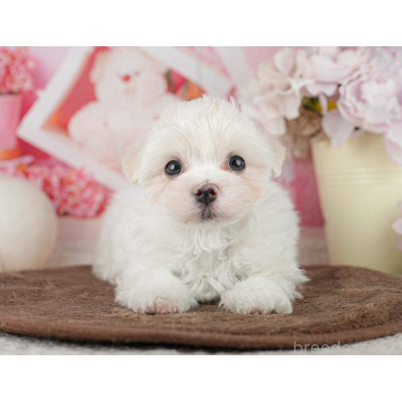 販売中の千葉県のマルチーズ-455524