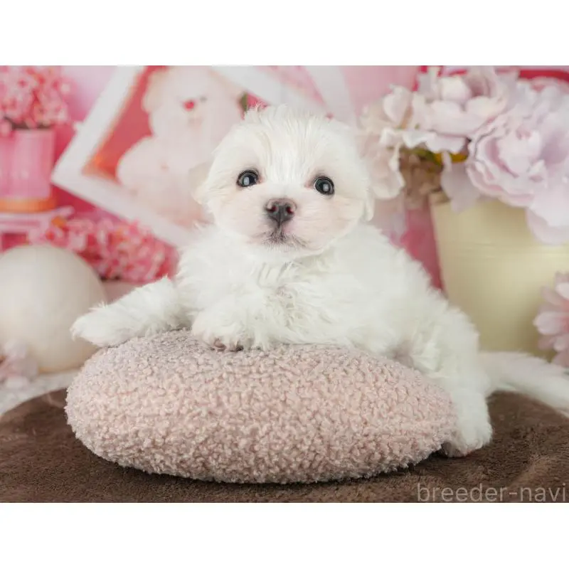 販売中の千葉県のマルチーズ-455524の10枚目