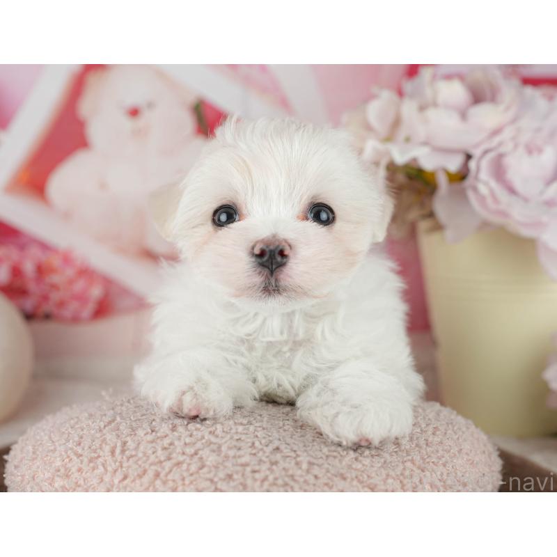 販売中の千葉県のマルチーズ-455524の9枚目